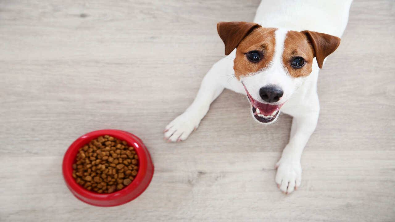 alimentazione jack russell