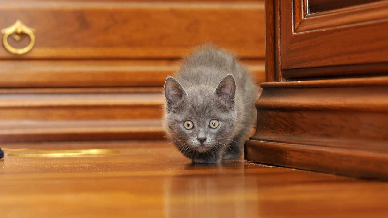 curiosità gatto certosino
