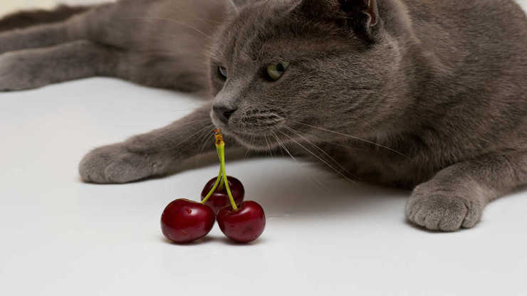 alimentazione gatto certosino