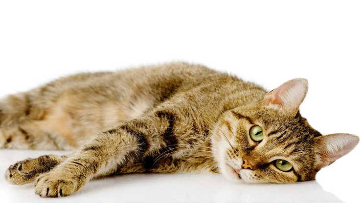 gatto sdraiato sul fianco Ehrlichiosi gatto