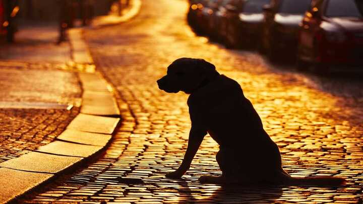 Adottare un cane smarrito, quando è reato: cosa dice la legge (Foto Adobe Stock)