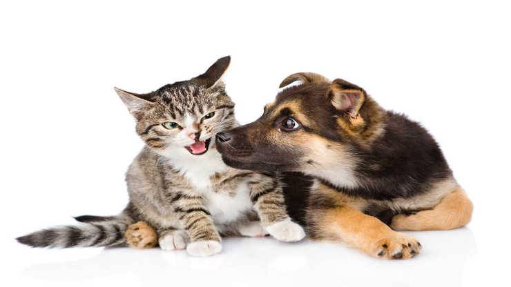 razze gatti non tollerano cani