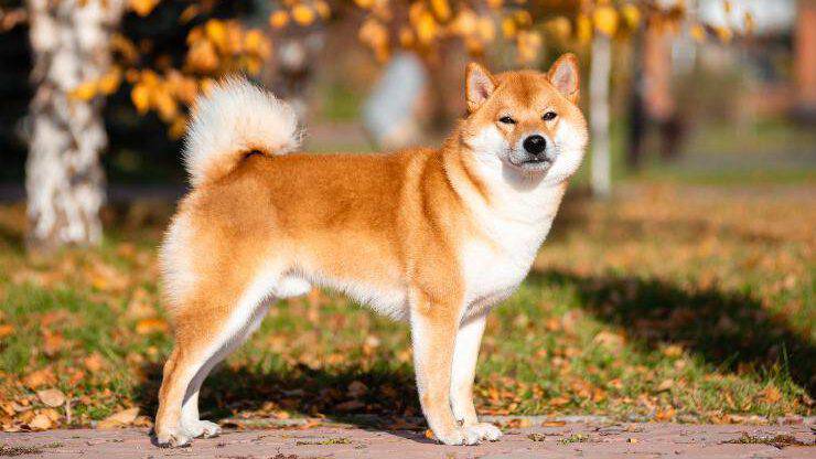 Akita Inu