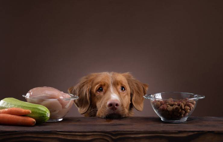alimenti per il cane