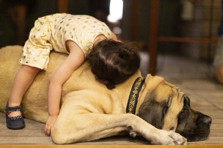 american mastiff mastino americano