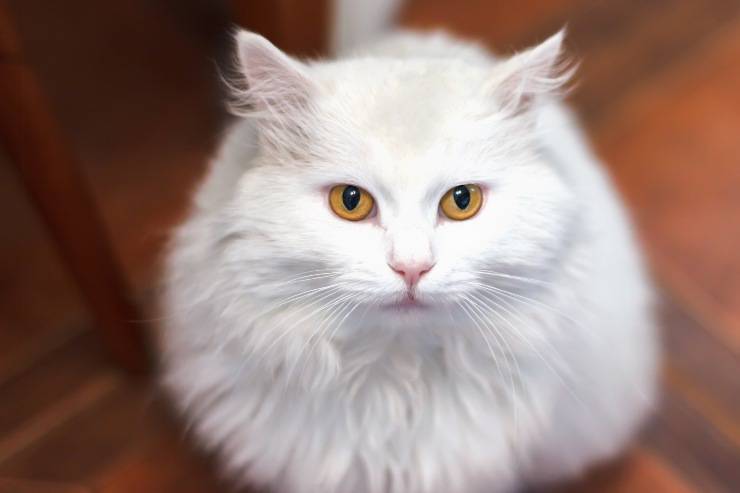 gatto turco