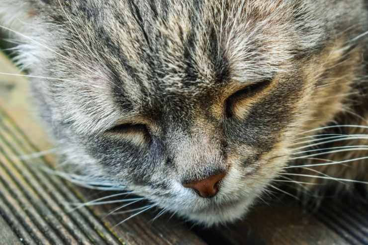 Accettare che il gatto sta invecchiando