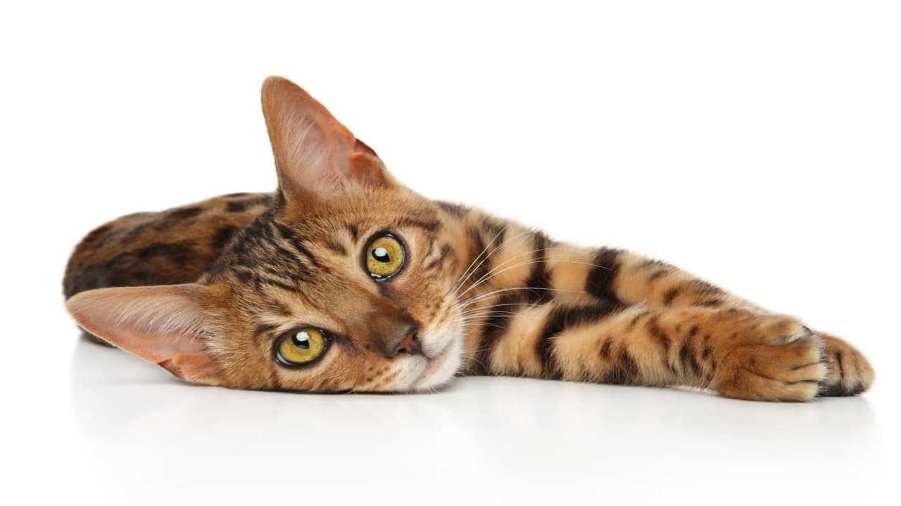 Adottare un Bengala (Foto Adobe Stock)