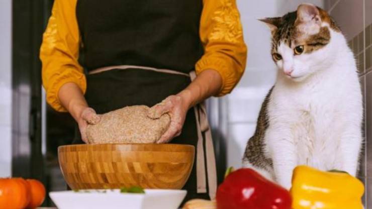 cucinare con gatto ricette biscotti