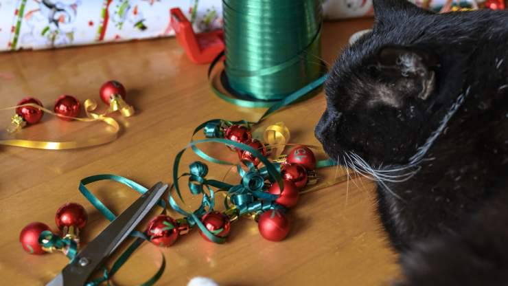 gatto con nastro e decorazioni calendario dell avvento per gatti