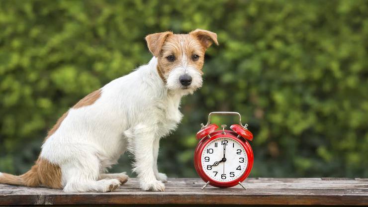 Gli orari in cui il cane può abbaiare (Foto Adobe Stock)