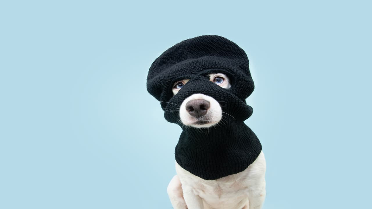 Il cane ruba gli oggetti del vicino (Foto Adobe Stock)