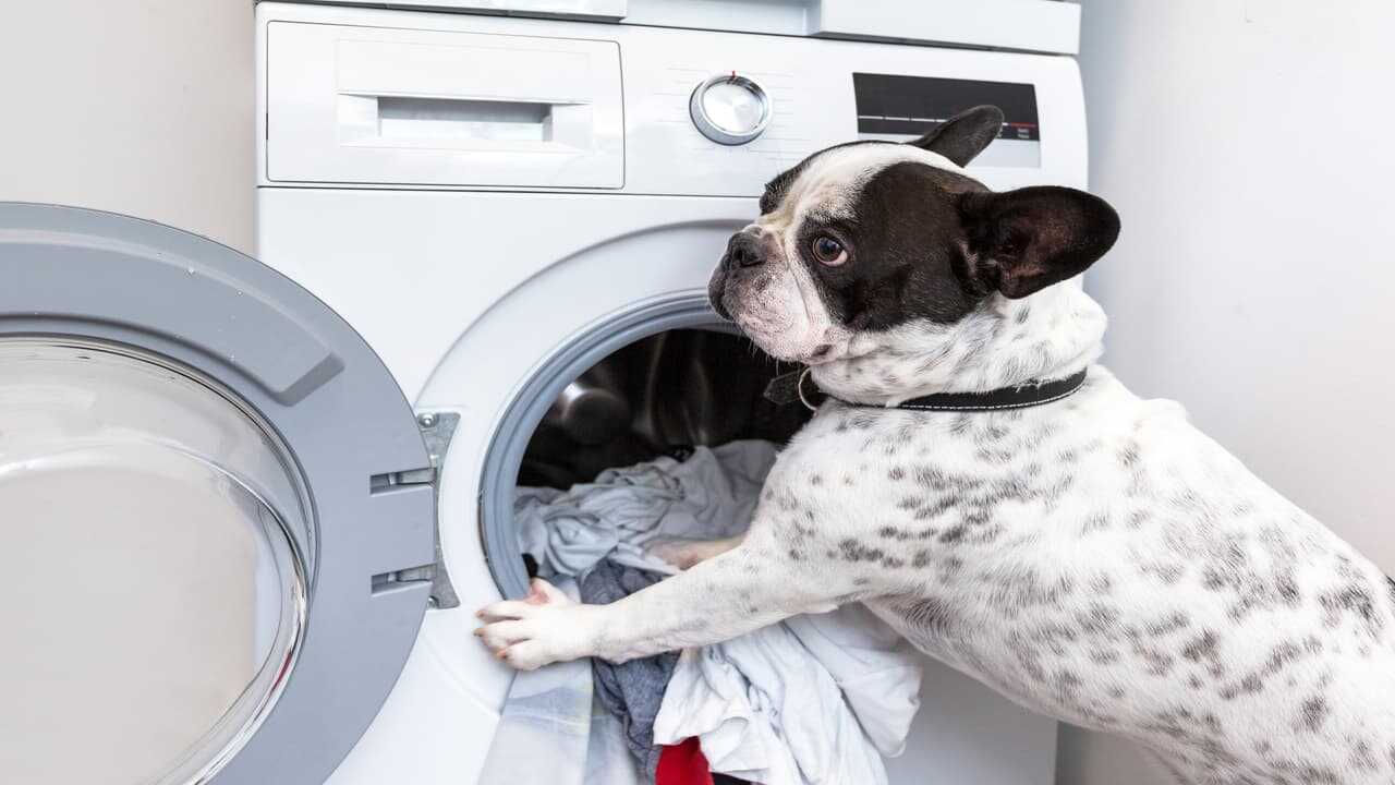 Cane davanti all'oblò della lavatrice, elettrodomestici per animali Gli elettrodomestici per chi ama gli animali (Foto Adobe Stock)