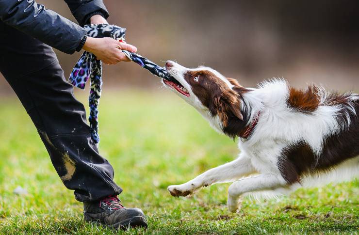 cane possessivo