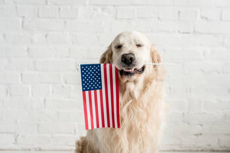 cani di origine americana cane con bandiera