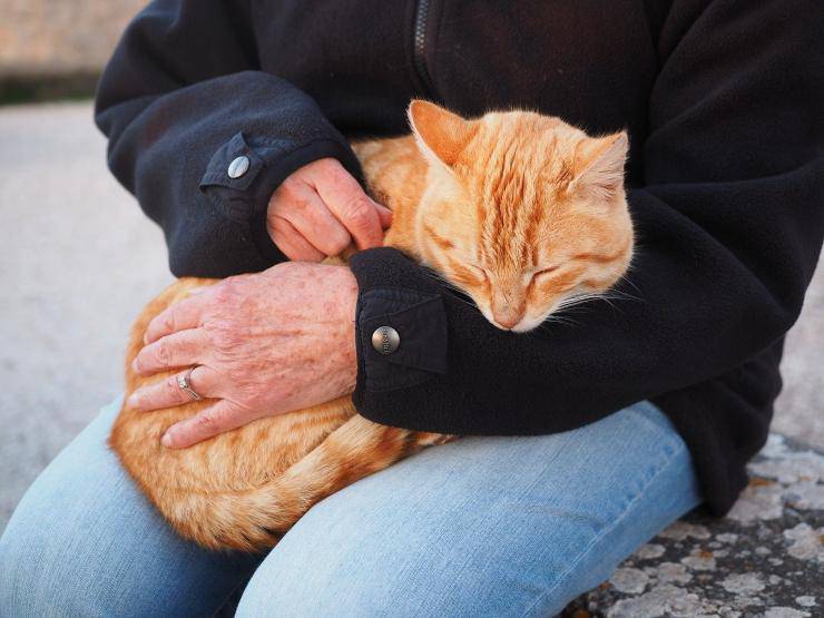 Il gatto non vuole essere accarezzato Il gatto non vuole essere accarezzato