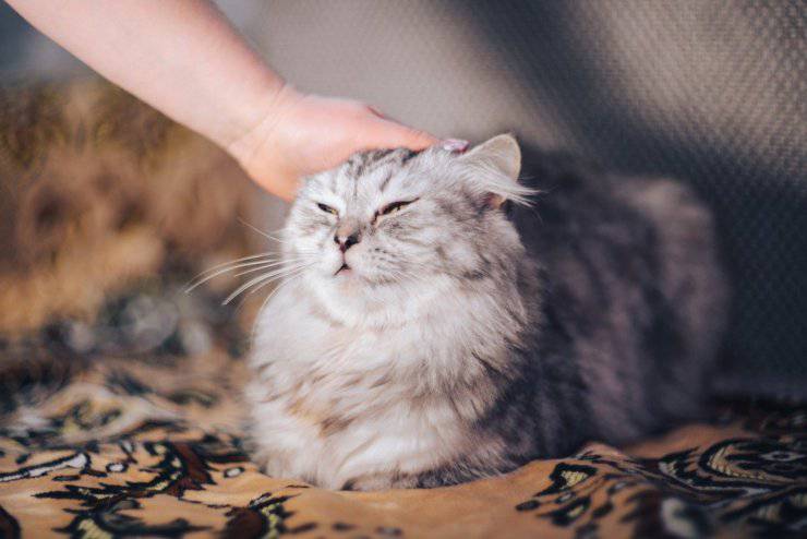 Come e dove non accarezzare il gatto Come e dove non accarezzare il gatto