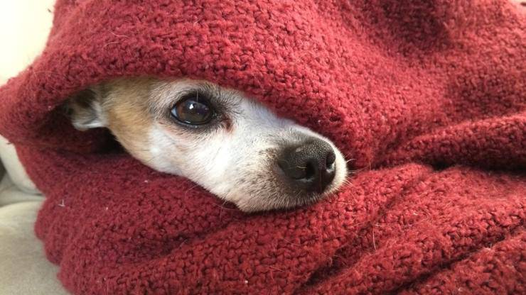 cane freddo inverno chihuahua