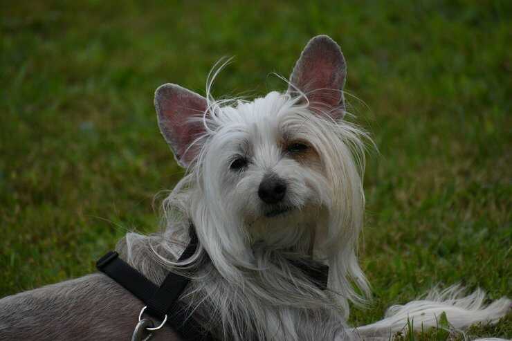 chinese crested dog cane crestato cinese