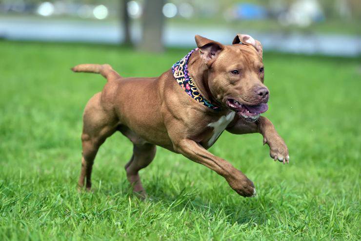 pitbull e curiosità