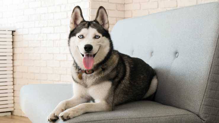 curiosità sul siberian Husky