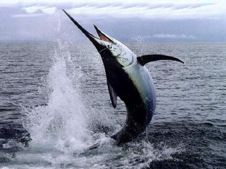 pesce spada