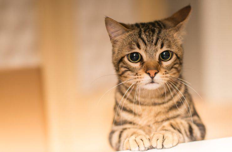 gatto depresso salvato 91 anni