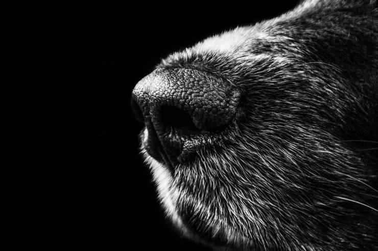 Naso del cane Naso del cane