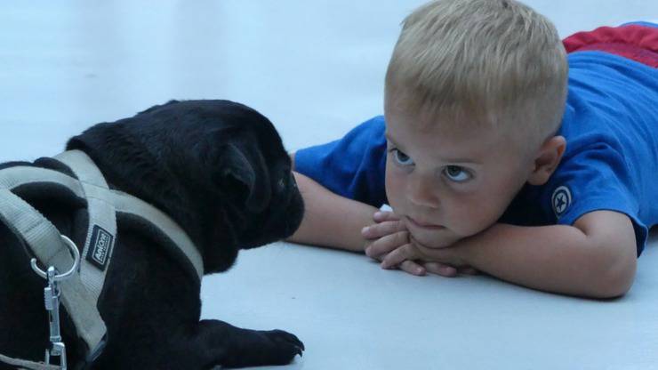 un bambino e il suo cane: possono passarsi i pidocchi? cane bambino pidocchi infezione
