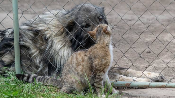 cane e gatto amici moralità degli animali amicizia moralità animali cane gatto