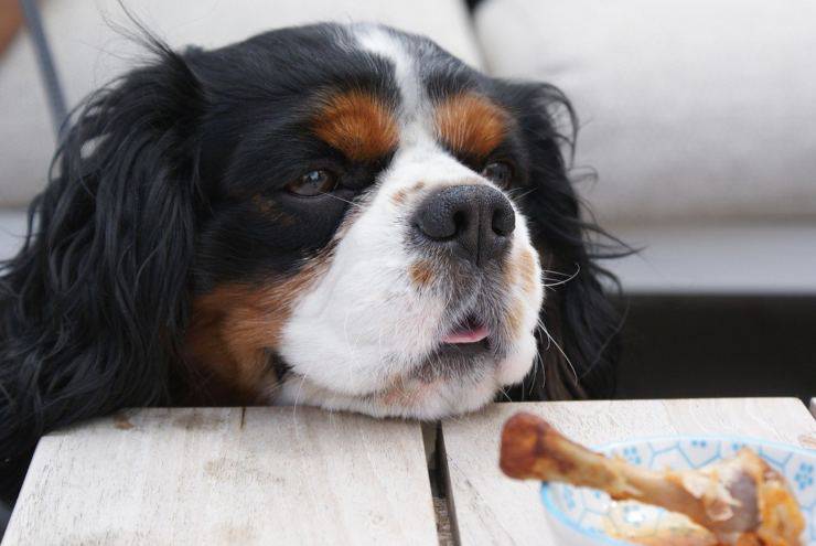 Dare la cannella al cane