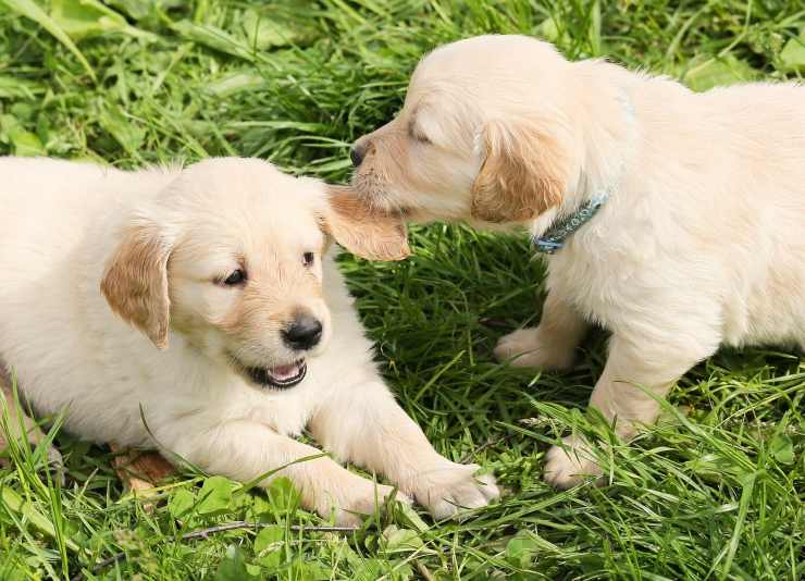 Cuccioli che giocano Cuccioli che giocano