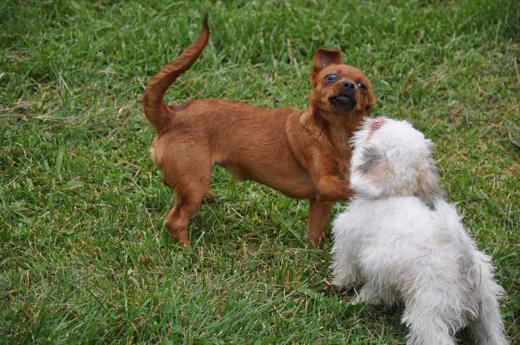 Cani che giocano Cani che giocano