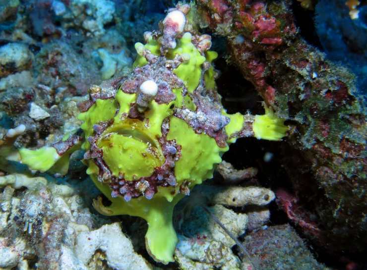 pesce rana