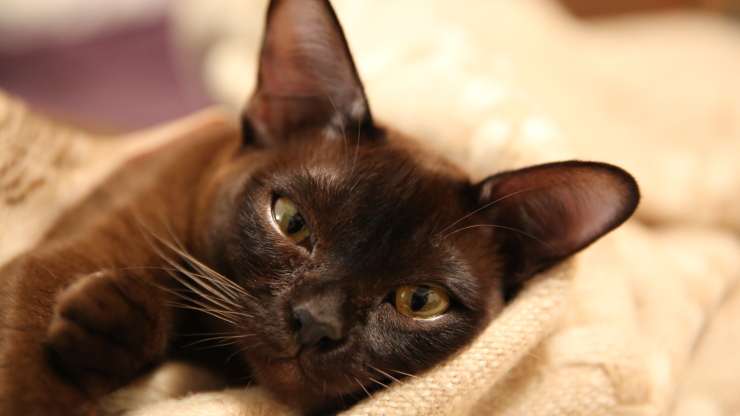 gatto birmano sdraiato gatti che non amano giocare