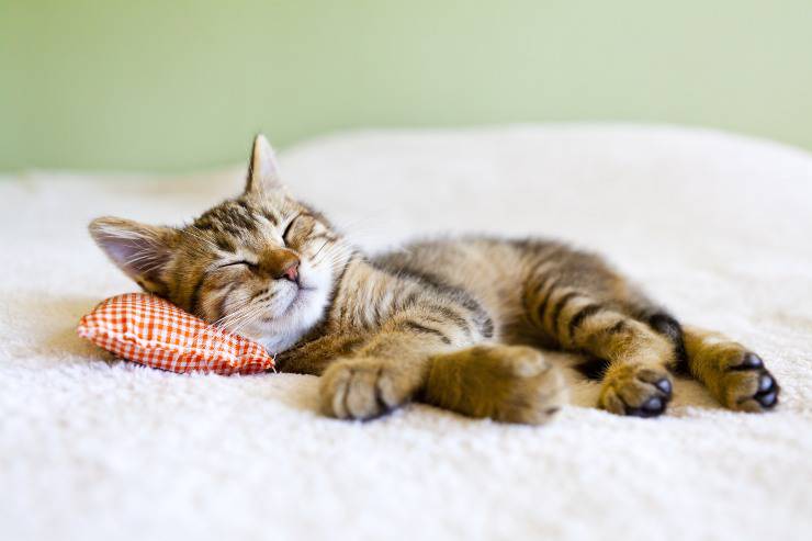 gatti dormiglioni