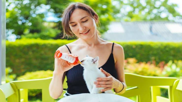 Responsabilità cat sitter (Foto Adobe Stock)