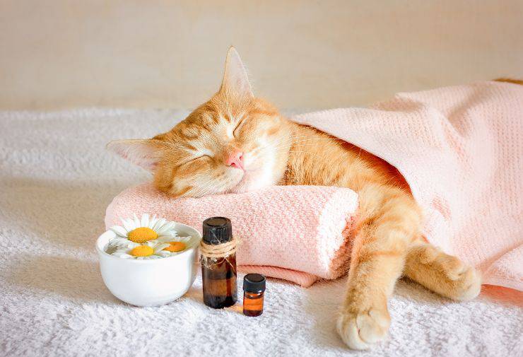 camomilla per il gatto