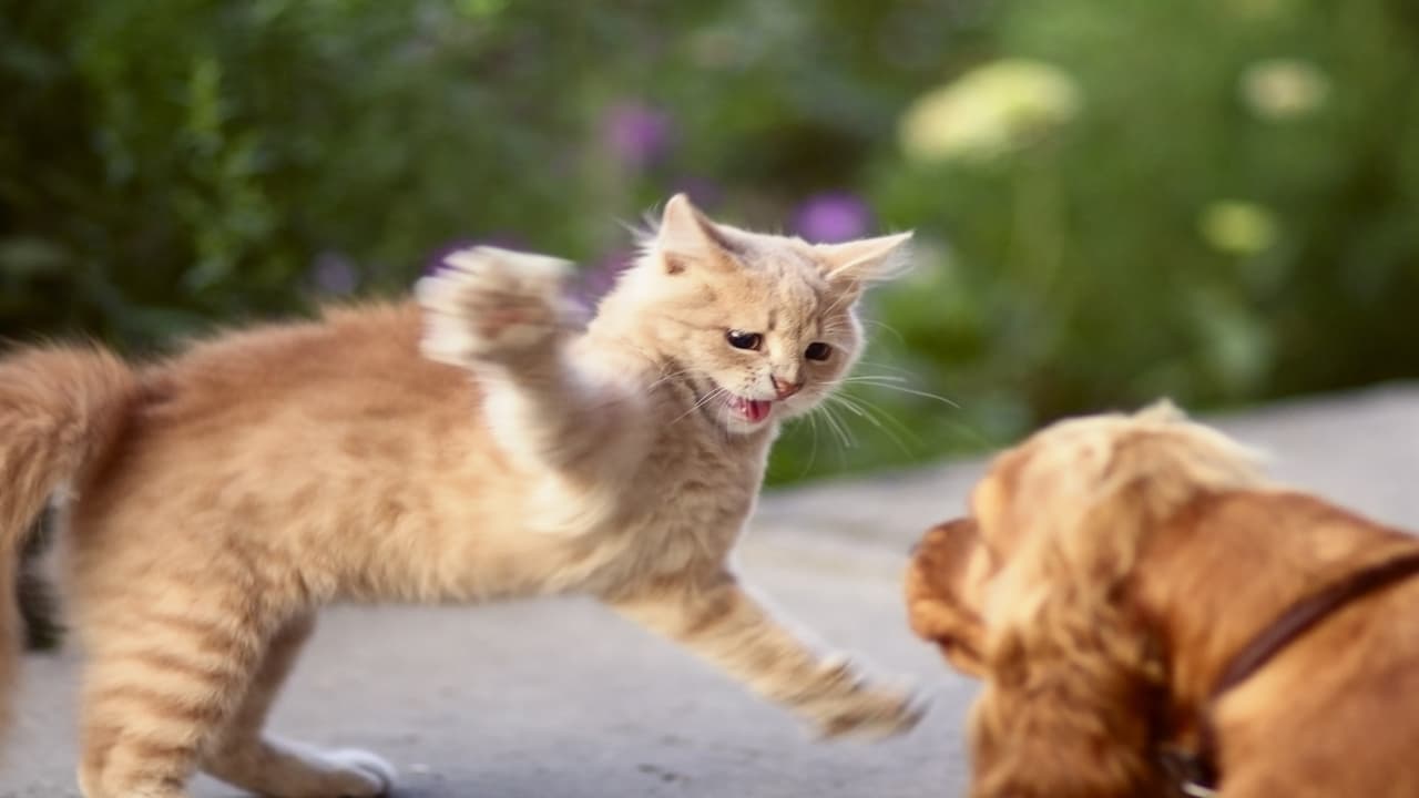 Gatto graffia occhi del cane (Foto Adobe Stock)