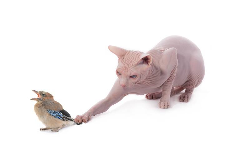 gatto e uccellino