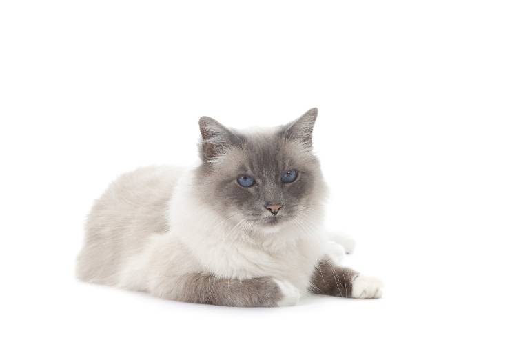 gatto birmano