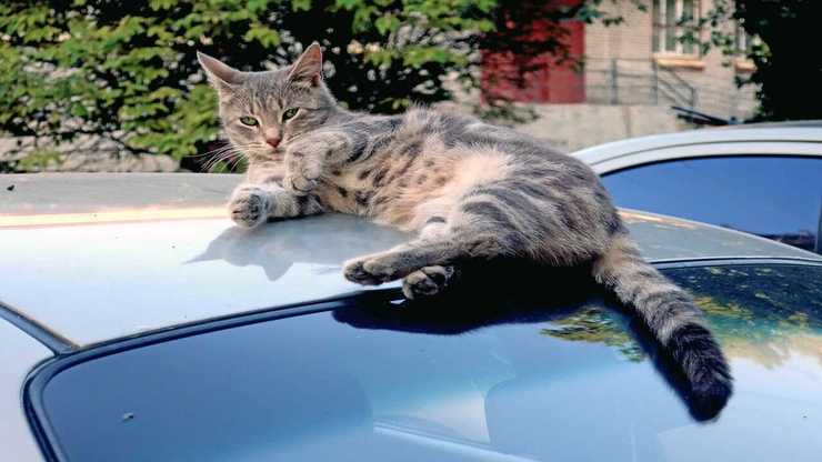 Gatto sdraiato sull'auto Gatto graffia auto: chi paga? (Foto Adobe Stock)