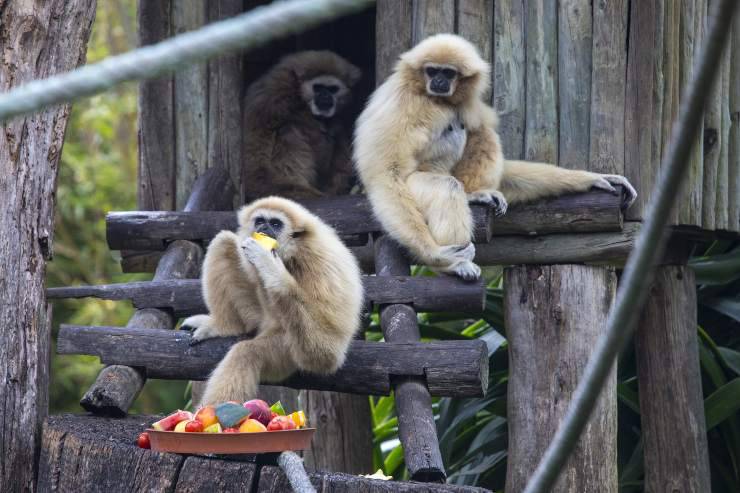gibbone che mangia frutta gibbone e cibo