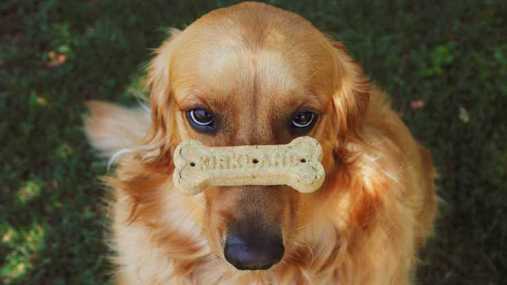 Il cane e l'osso (Foto Pixabay)