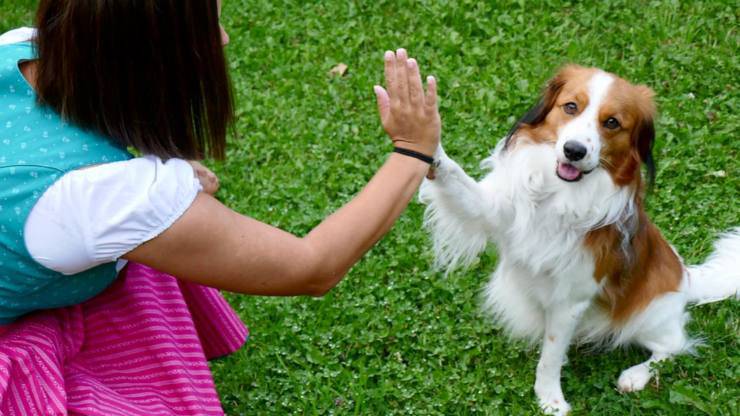 cane e padrone: come lo riconosce? cane riconosce padrone colore occhi