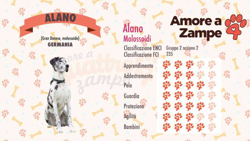 infografica cane alano new