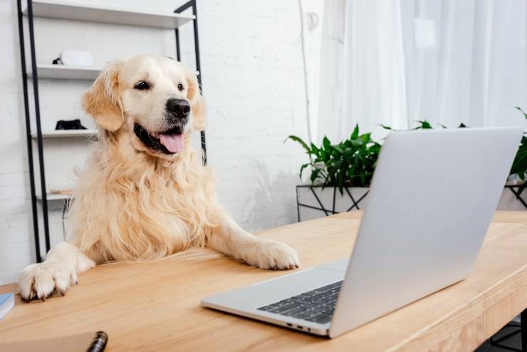 labrador labrador di successo