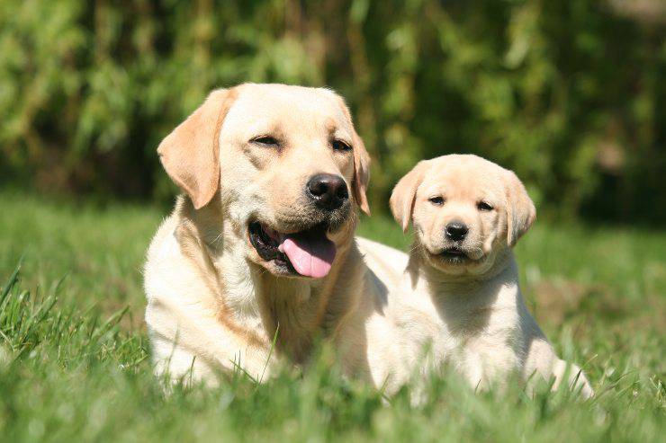 labrador e cucciolo labrador e cucciolo