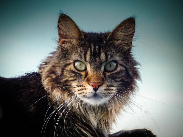 Maine coon