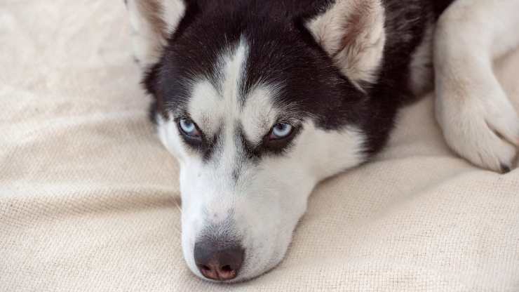 Cane husky Cane husky